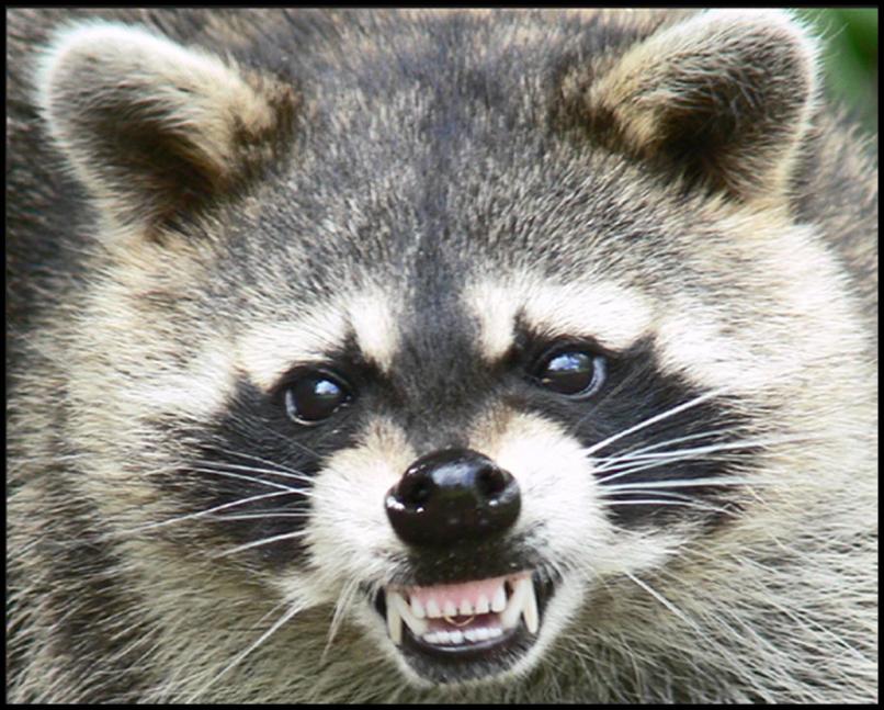 Name:  Raccoon.jpg
Views: 1140
Size:  95.7 KB