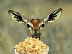 Name:  deereatingpopcorn.jpg
Views: 553
Size:  7.2 KB