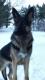 Joe Delene's Avatar